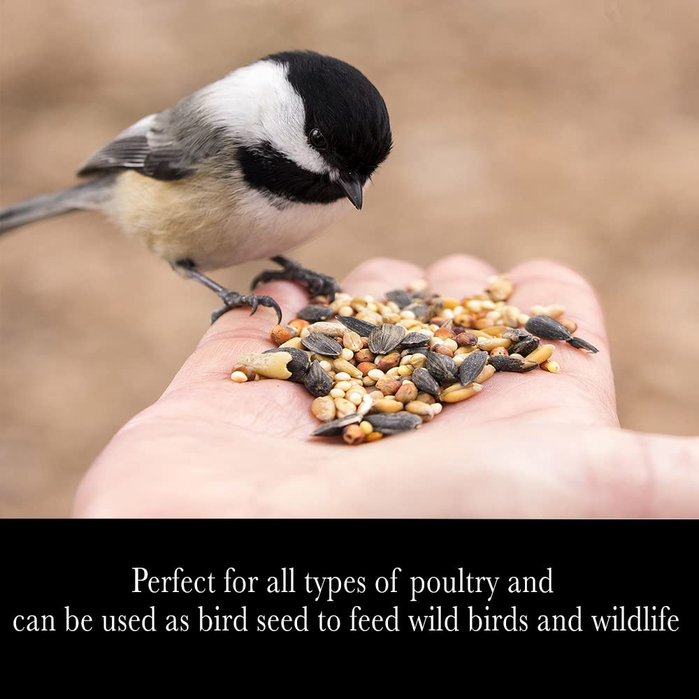 Whole Grain Scratch Feed 5-Pounds G5273