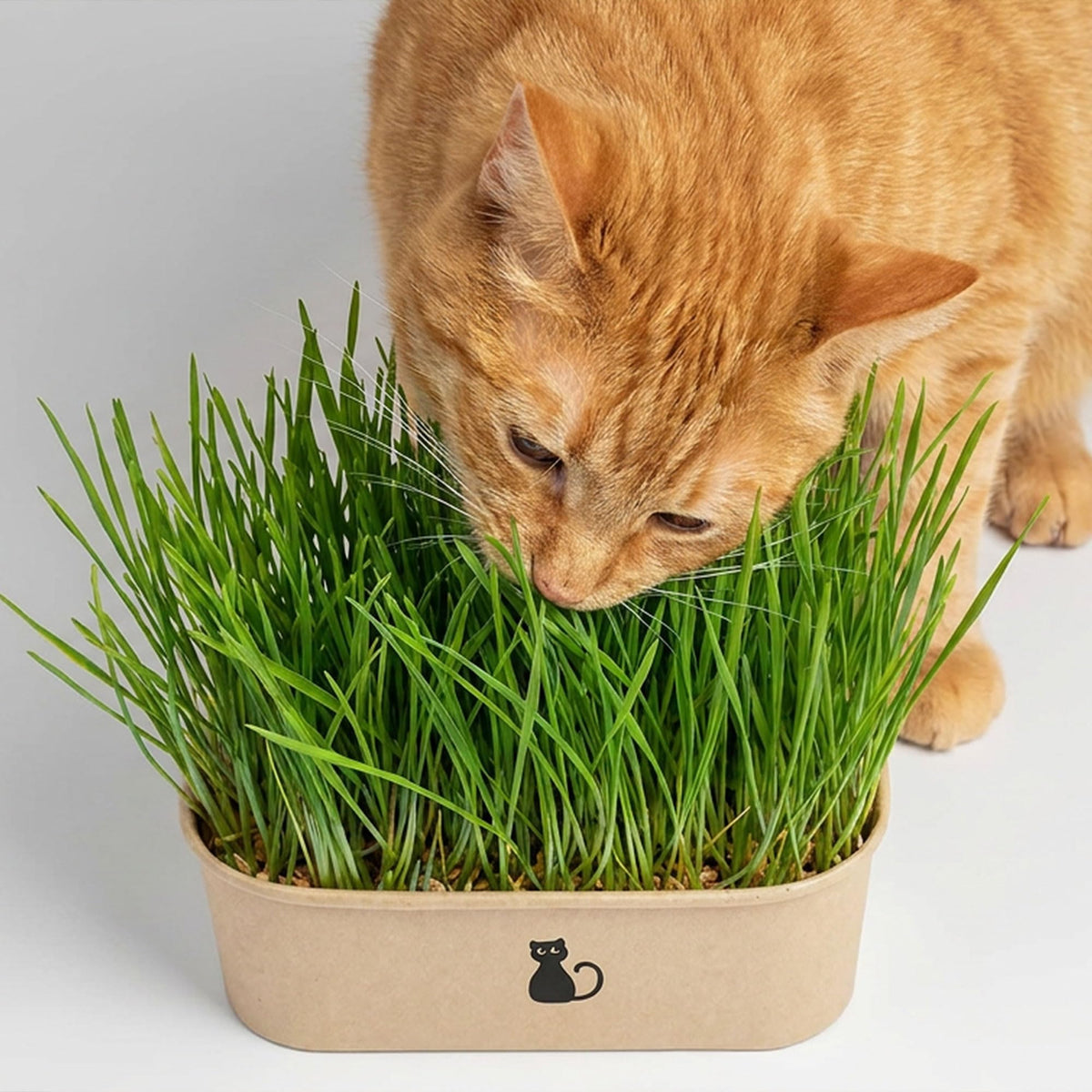 4-Batch Indoor Cat Grass Grow Kit with Containers, Soil Disks & Seeds L19864