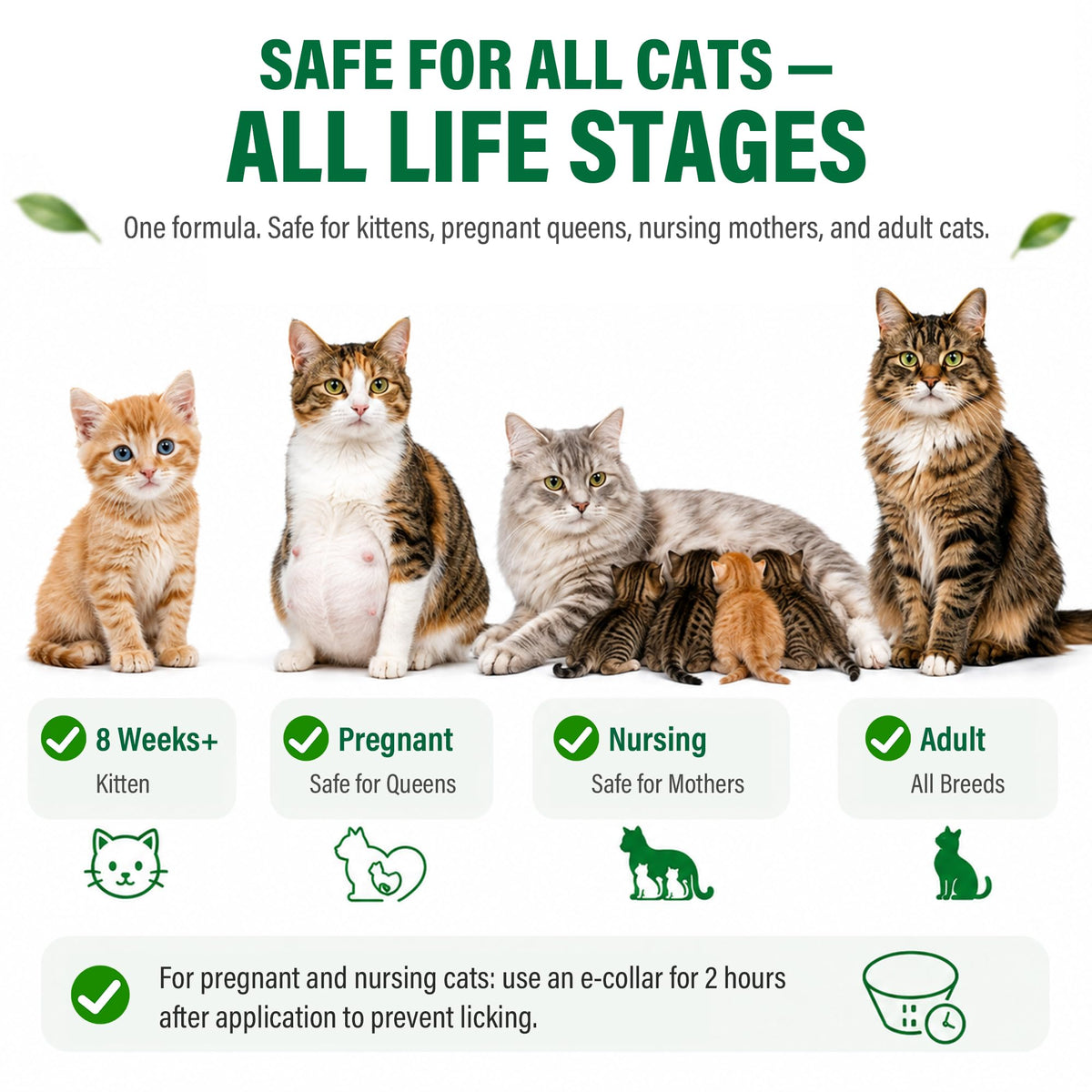 Cat Flea & Tick Topical Drops 12 Doses N297993